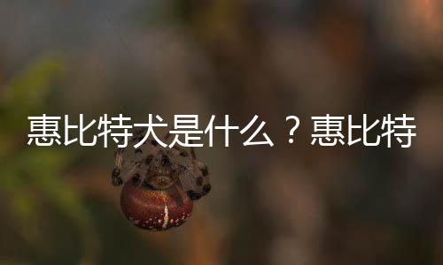 惠比特犬是什么？惠比特犬怎么养？