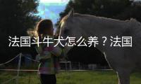 法国斗牛犬怎么养？法国斗牛犬怎么训练？